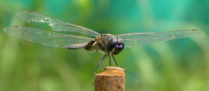 Libelula