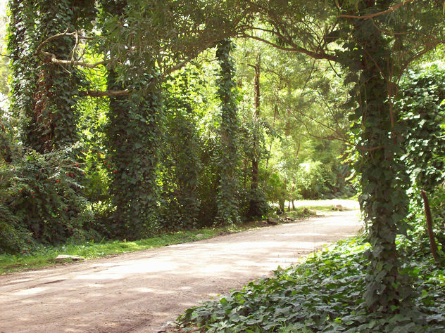 "El Bosque"