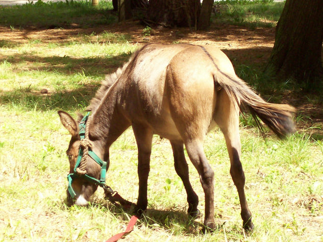 "La naturaleza del equino" Nature Color (Digital)