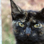 Animales thumbnail 1