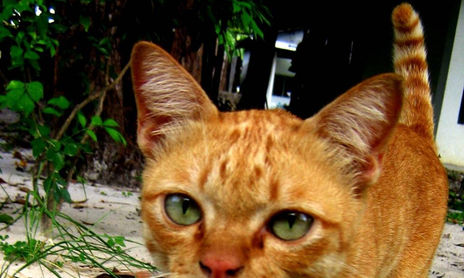 Gatos callejeros del mundo