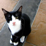Gatos callejeros del mundo thumbnail 1