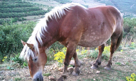 Animales