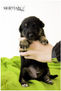 puppies_2