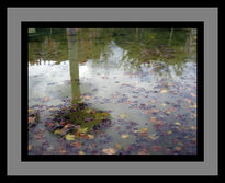 Reflejos y hojas