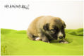 puppies_4