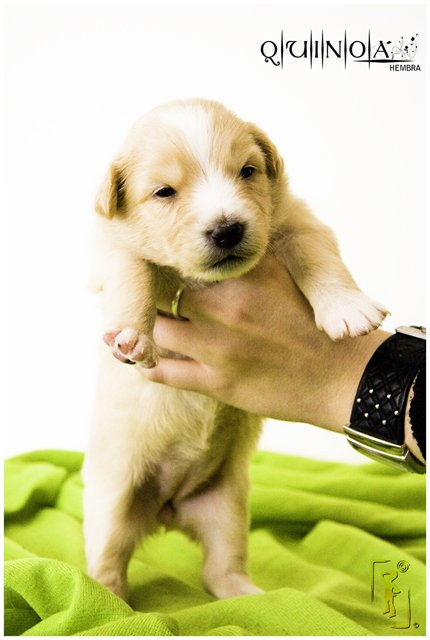 puppies_5