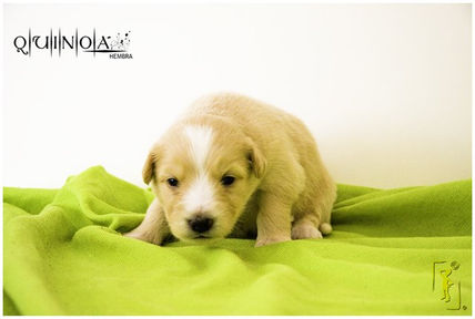 Puppies_6