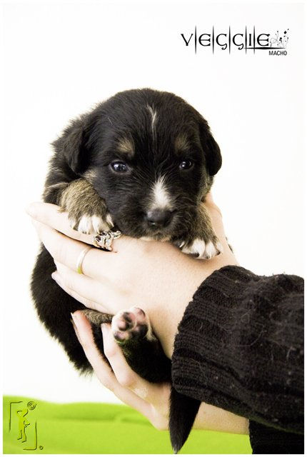 puppies_7