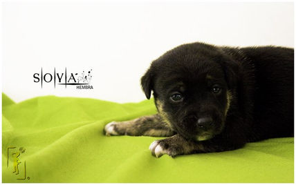Puppies_10