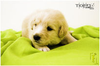 Puppies_12