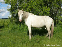 Yegua blanca