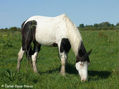 TOBIANO NEGRO