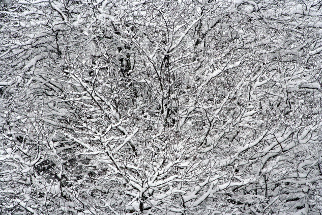 Japón y la nieve 