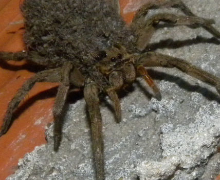Araña