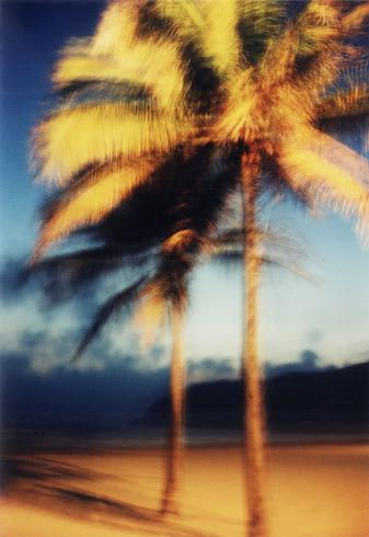 Palmera