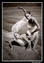 Danza