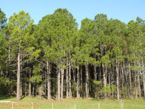 Monte de pinos