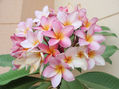 PLUMARIA