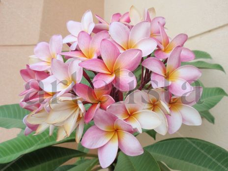 Plumaria