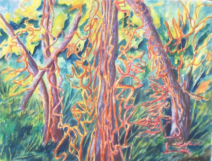 Colors de la selva