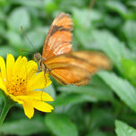 Pachamama thumbnail 1