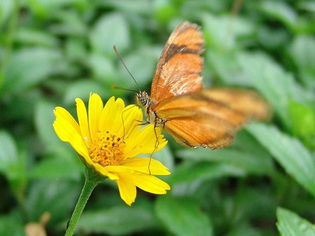 Contacto Papillon Naturaleza Color (Digital)