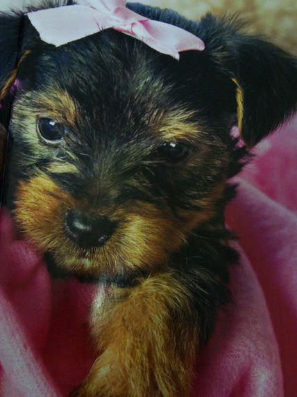 Cachorro Yorkie
