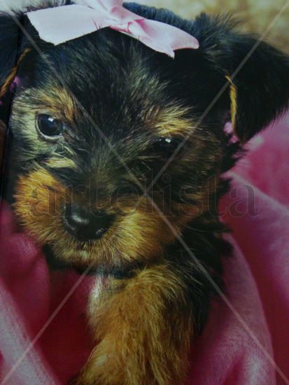 Cachorro Yorkie 