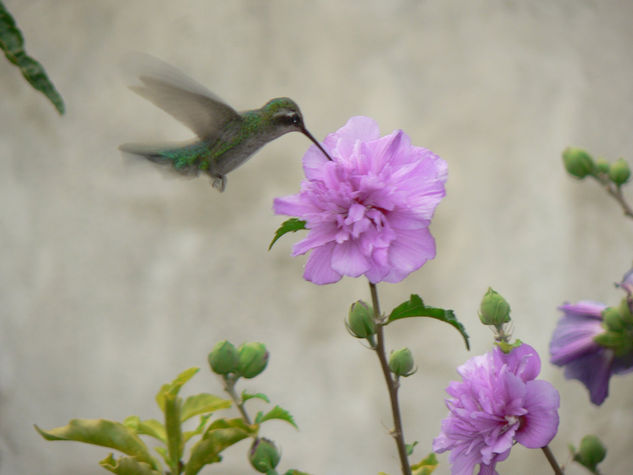 Colibri Naturaleza Color (Digital)