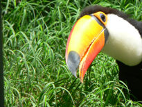 Tucan