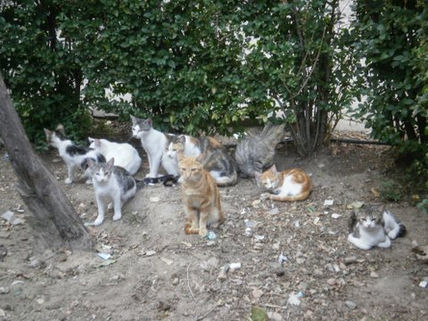 La familia Gatínez