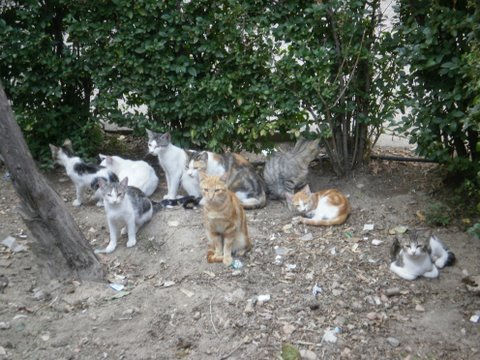 La familia Gatínez
