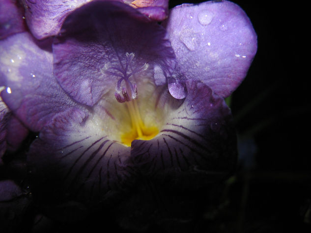 Flor nocturna 