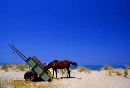 Caballo en la playa