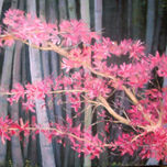 Floral thumbnail 1