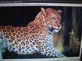 leopardo
