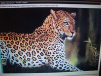 Leopardo