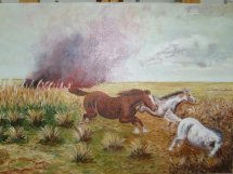 campo