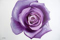 rosa morada