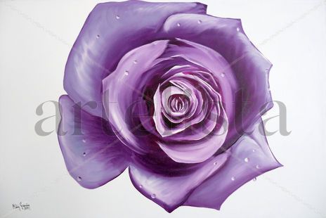 Rosa morada
