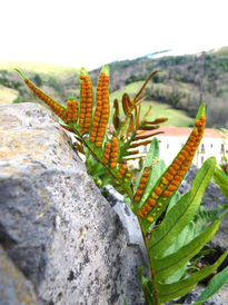 Frondes de helechos