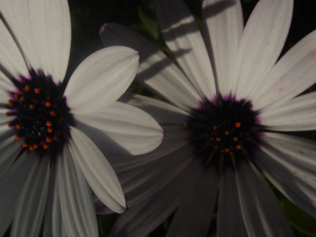 flores 1