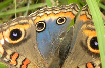 Mariposa