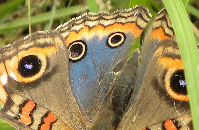 mariposa 