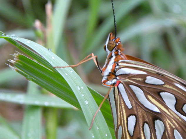 mariposa 