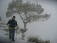 ÁRBOL DE HIELO