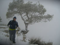 Árbol de hielo