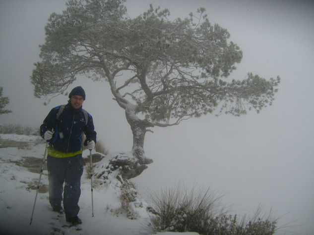 ÁRBOL DE HIELO 