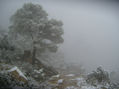 NIEBLA